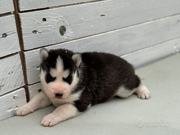 Husky