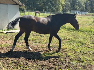 Cavallo Argentino