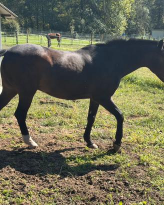 Cavallo Argentino