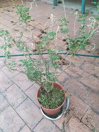 Bella pianta medicago arborea attualmente in vaso