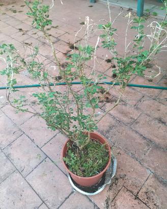 Bella pianta medicago arborea attualmente in vaso