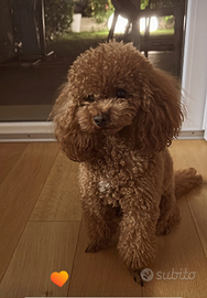 Maschio barboncino Toy Red per monta