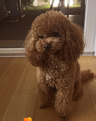 Maschio barboncino Toy Red per monta