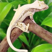 Geco Ciliatus femmina riproduttiva Lilly White