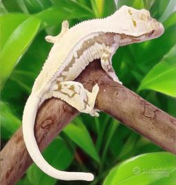 Geco Ciliatus femmina riproduttiva Lilly White