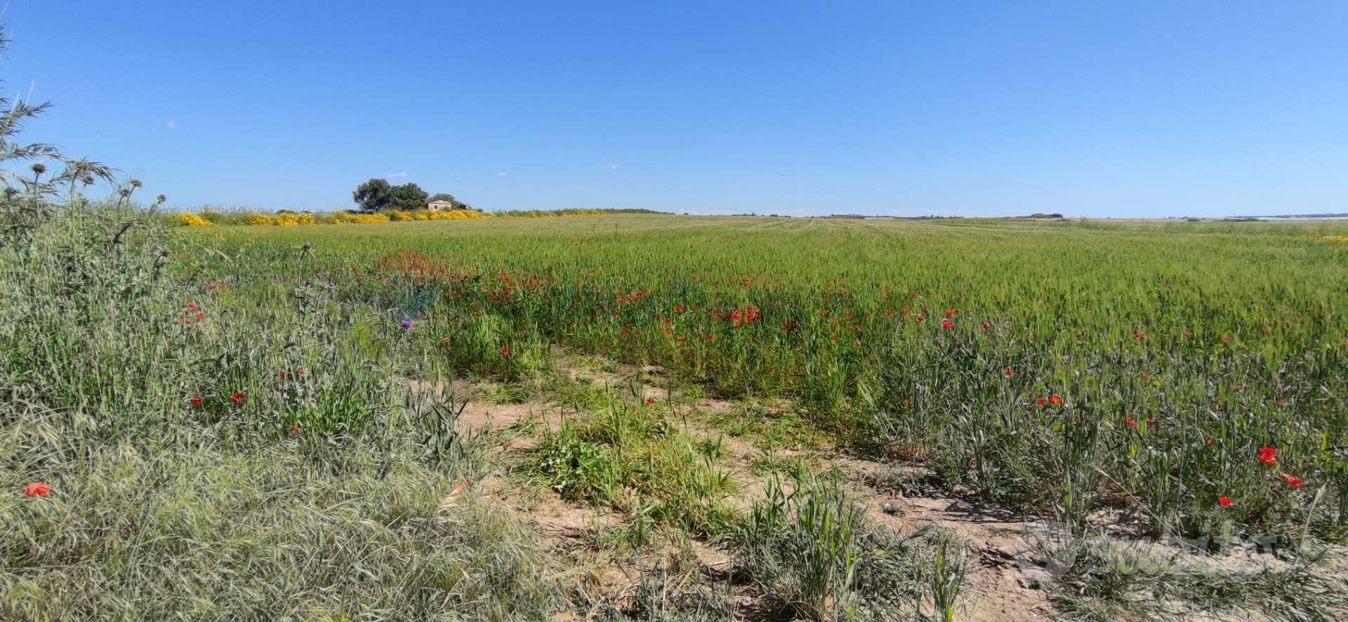 Terreno - Noto - Vista 5