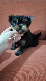 Yorkshire terrier maschio con musetto corto