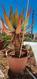 Aloe ferox