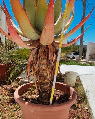 Aloe ferox