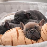 Cuccioli bulldog francese esotici