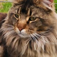 Maine Coon per monta