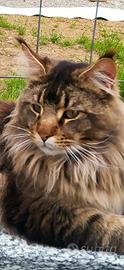 Maine Coon per monta