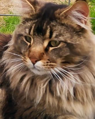 Maine Coon per monta