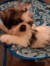 Cuccioli Shitzu
