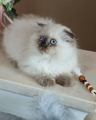 Per amanti dei gatti