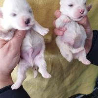 Cuccioli di Maltese