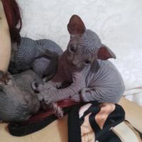 Cuccioli canadian sphynx con pedigree
