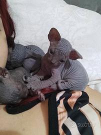 Cuccioli canadian sphynx con pedigree
