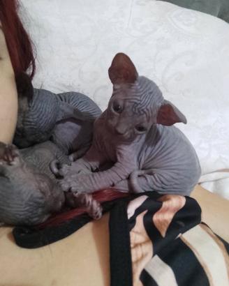 Cuccioli canadian sphynx con pedigree