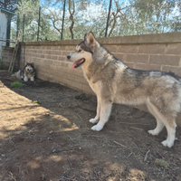 Alaskan malamute femmina