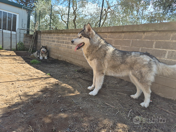 Alaskan malamute femmina
