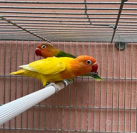 Coppia inseparabili