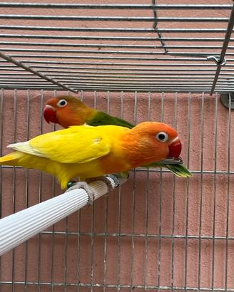 Coppia inseparabili