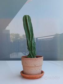 Cactus - Marginatocereus Marginatus Crestato
