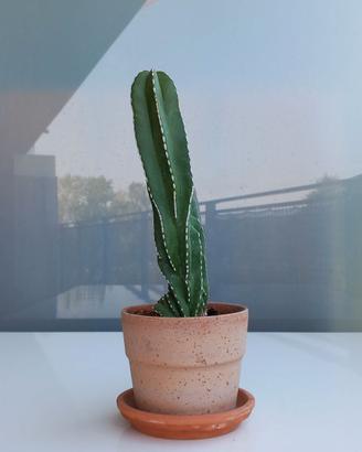 Cactus - Marginatocereus Marginatus Crestato
