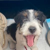 Jack Russell terrier