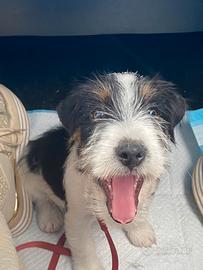 Jack Russell terrier