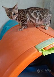 Cucciola Bengala femmina