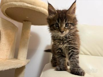 Maine coon cucciolo con pedigree