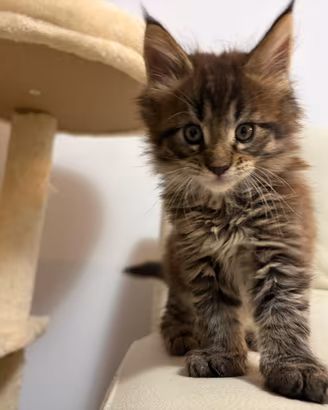 Maine coon cucciolo con pedigree