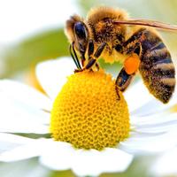 Alveari produttivi e sciami