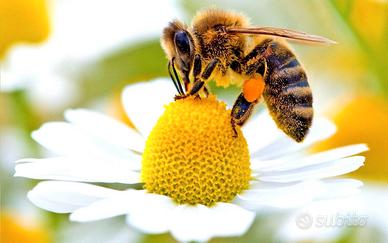 Alveari produttivi e sciami