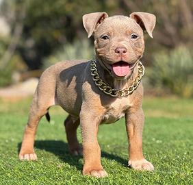 Pitbull