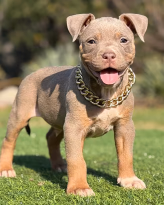 Pitbull