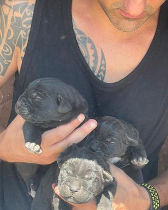 Cane corso nati il 05-09-26