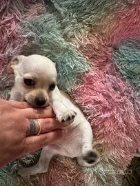 Chihuahua toy