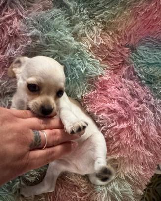 Chihuahua toy