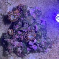 Acquario marino anemoni coralli lampada Wi-Fi