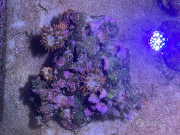 Acquario marino anemoni coralli lampada Wi-Fi