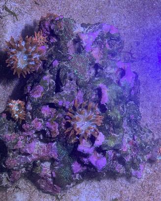 Acquario marino anemoni coralli lampada Wi-Fi