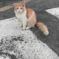 Rasta gattino 10 mesi