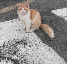 Rasta gattino 10 mesi