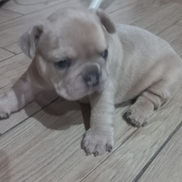 Cuccioli bulldog francesi
