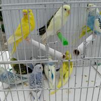 Cocoriti - vari colori