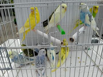 Cocoriti - vari colori