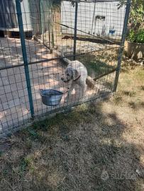 Cane da tartufo